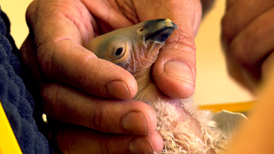 Condor 599 - 1-day old